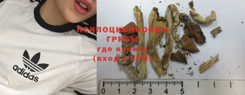 купить наркоту  OMG онион  Псилоцибиновые грибы Magic Shrooms  Багратионовск 